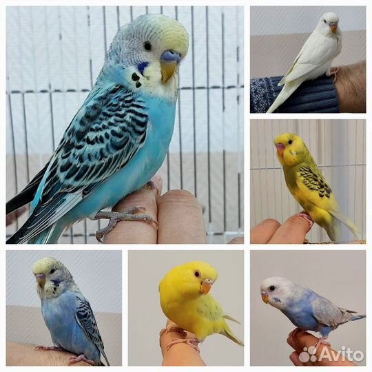 Попугай птенец ручной волнистый чех карелла