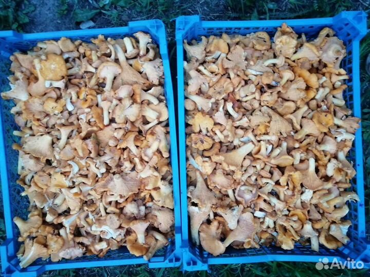 Продам грибы Лисички