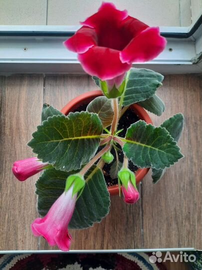 Фиалки, глоксиния продажа