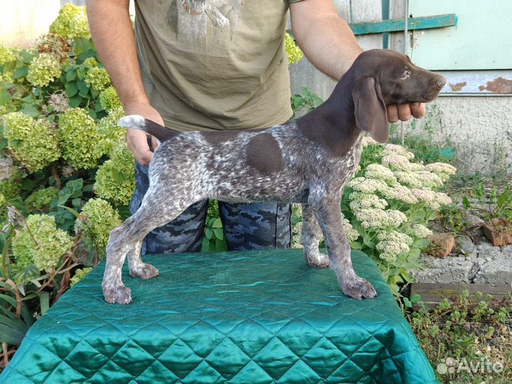 Щенки курцхаара