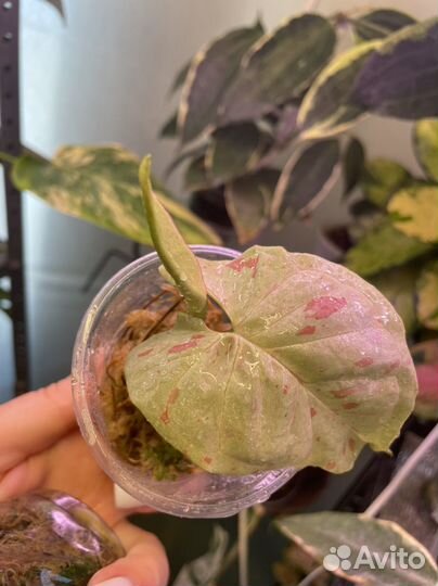 Сингониумы