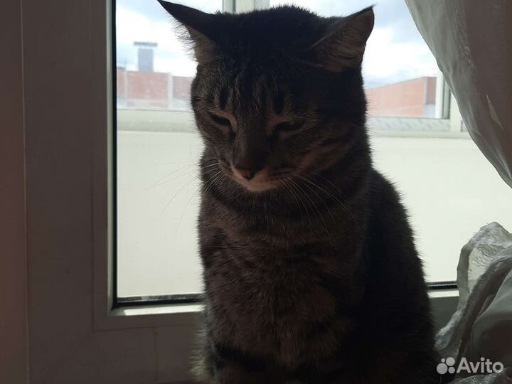 Коты (мальчики) кастрированные