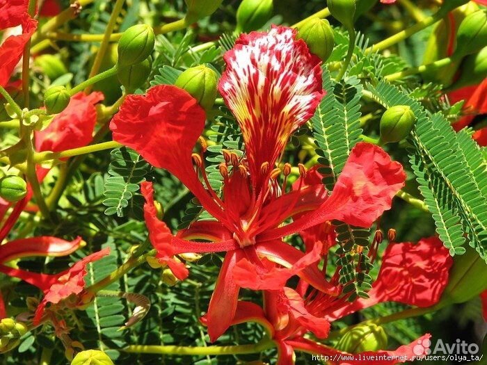 Делоникс королевский (огненое дерево )