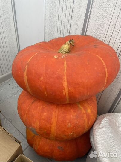 Тыква домашняя