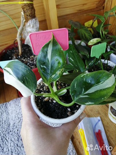 Филодендрон white wizard