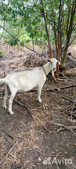 Козы дойные