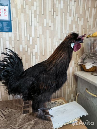 Молодые петухи