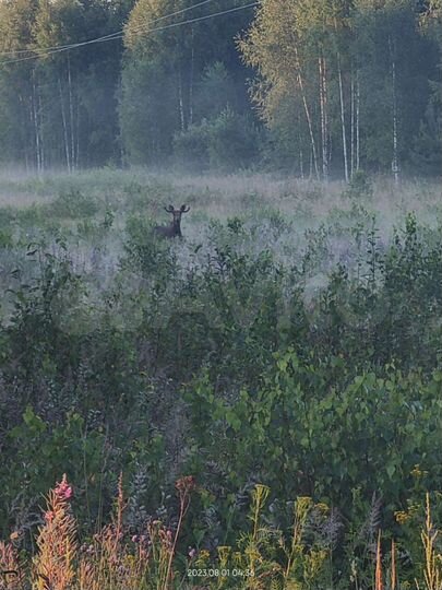 Участок 25 га (СНТ, ДНП)