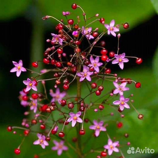 Таллинум метельчатый