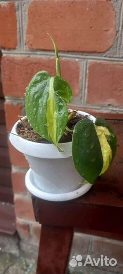 Филодендрон сканденс бразил