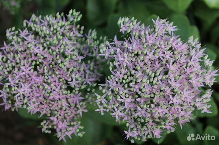 Многолетники