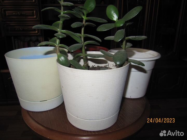 Горшки цветочные