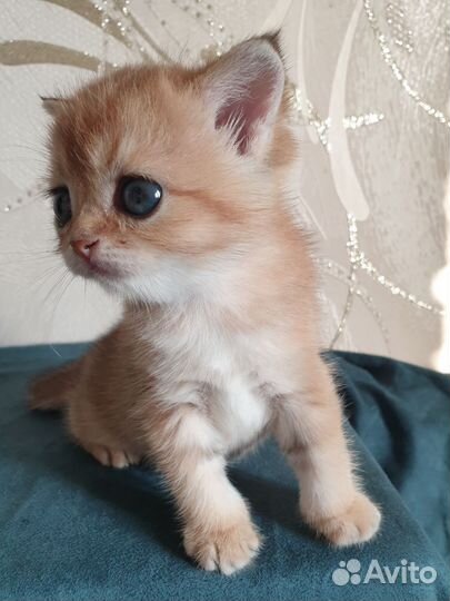 Шотландская кошечка