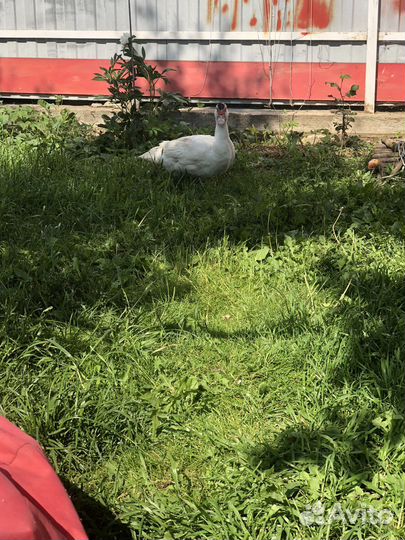 Белая мускусная утка