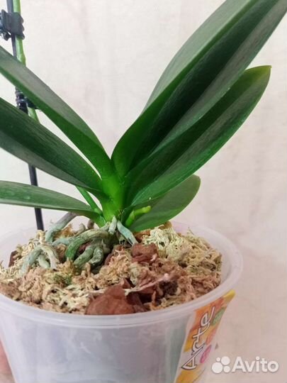 Орхидея арома