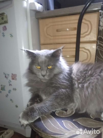 Мейн-кун вязка