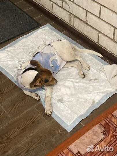 Кастрация и стерилизация животных на дому