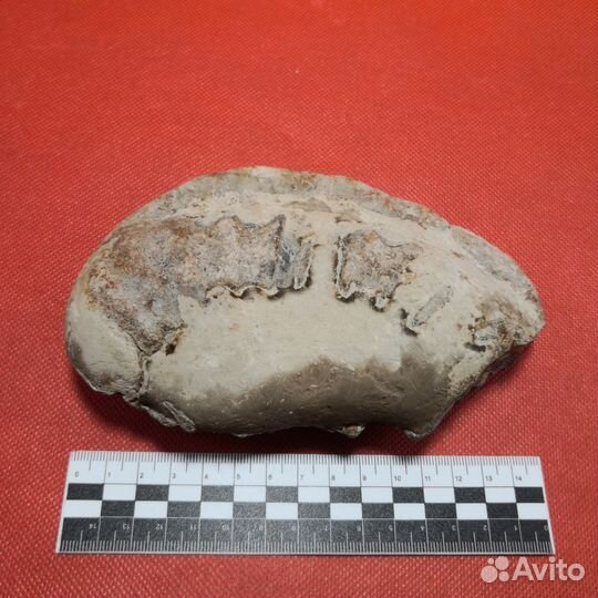 Окаменелость. Большой аммонит