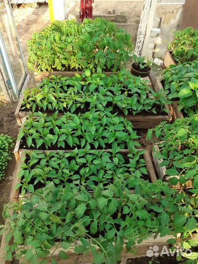 Рассада помидор и перцев