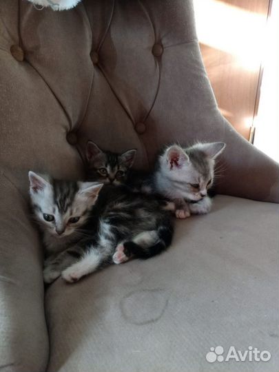 Котята