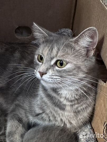 Маленькие котята бесплатно