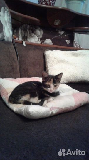 Котенок девочка в добрые руки