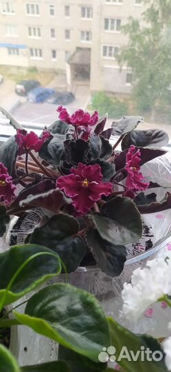 Фиалки. Спатифиллум и алоэ столетник