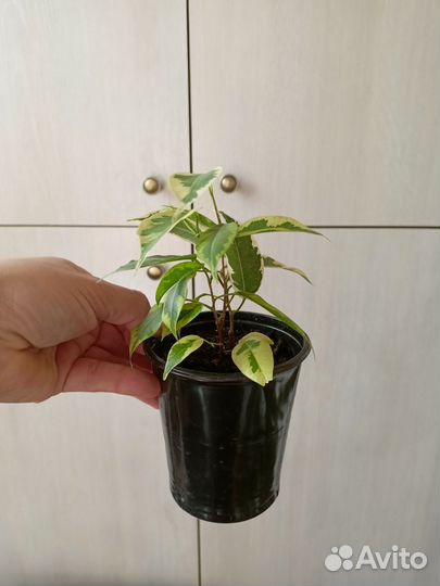 Фикус бенджамина пестролистный