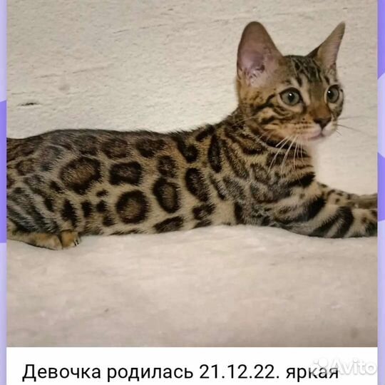 Бенгальские котята
