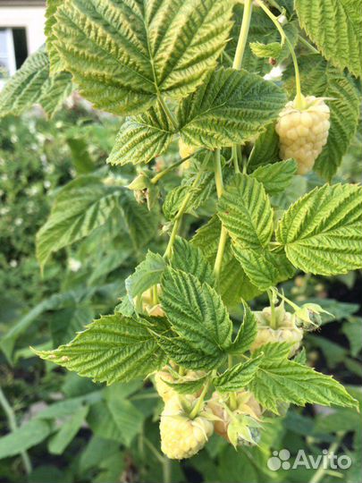 Тибетская малина, желтая, черная малина