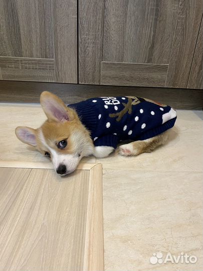 Амуниция для собак