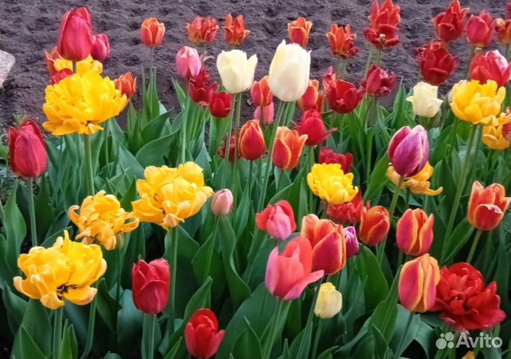 Смесь сортовых луковиц тюльпанов