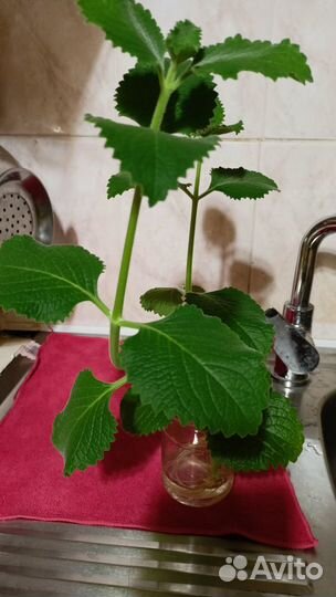 Плектрантус домашняя мята