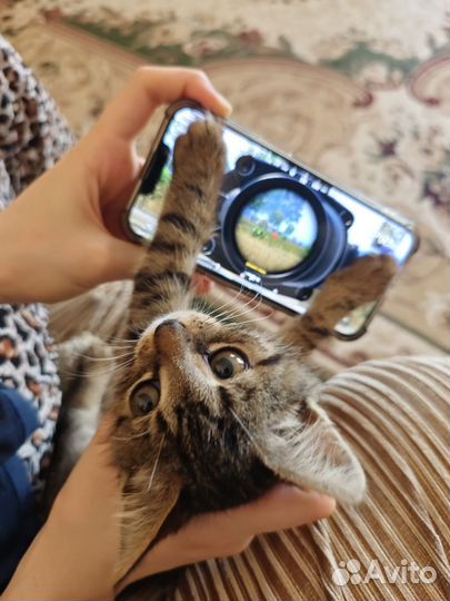 Котенок пабгер