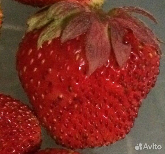 Клубника рассада с доставкой