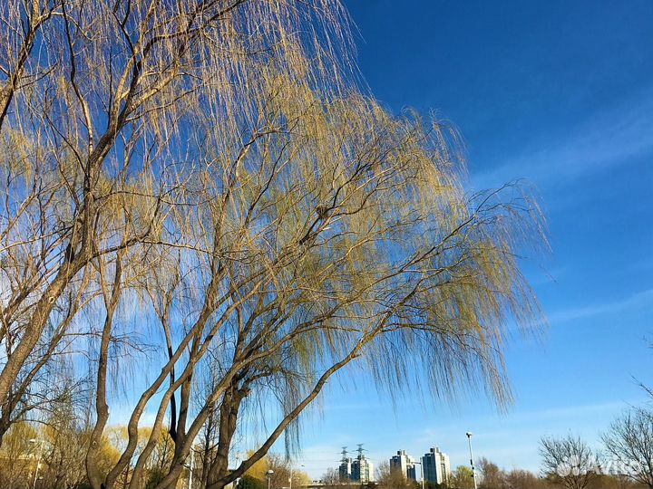 Саженцы вербы