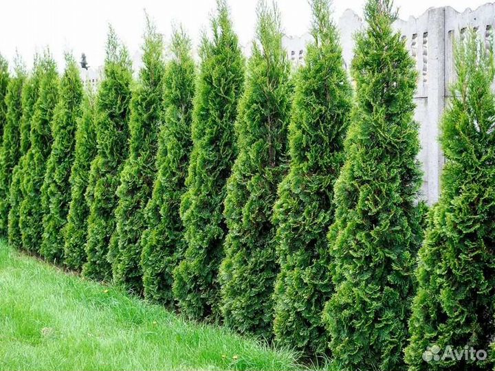 Туи для живой изгороди Смарагд, Брабант