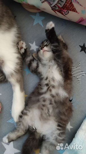 Кошки в добрые руки бесплатно