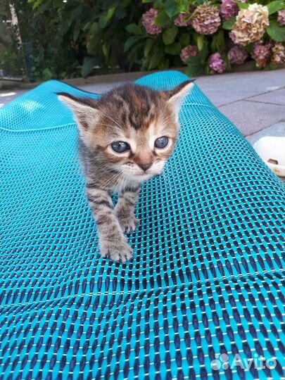 Котята в добрые руки бесплатно