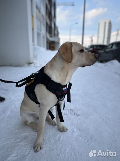 Лабрадор (9 месяцев)