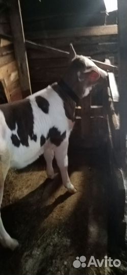 Телка,бычек