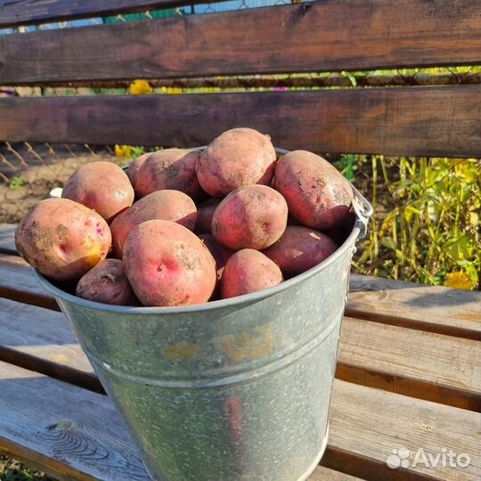 Продам картофель