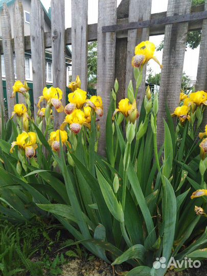 Ирисы сортовые желтые