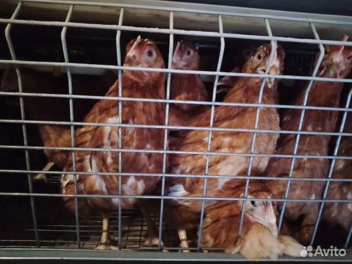 Куры Несушки