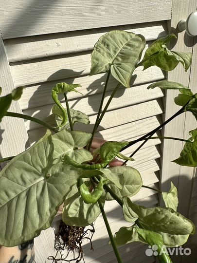 Сингониум Сильвер перл