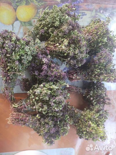 Чабрец лето 2023