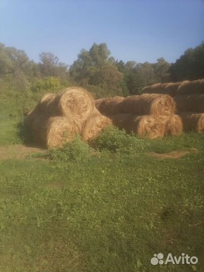 Сено в рулонах 2023