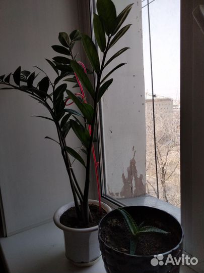 Замиокулькас