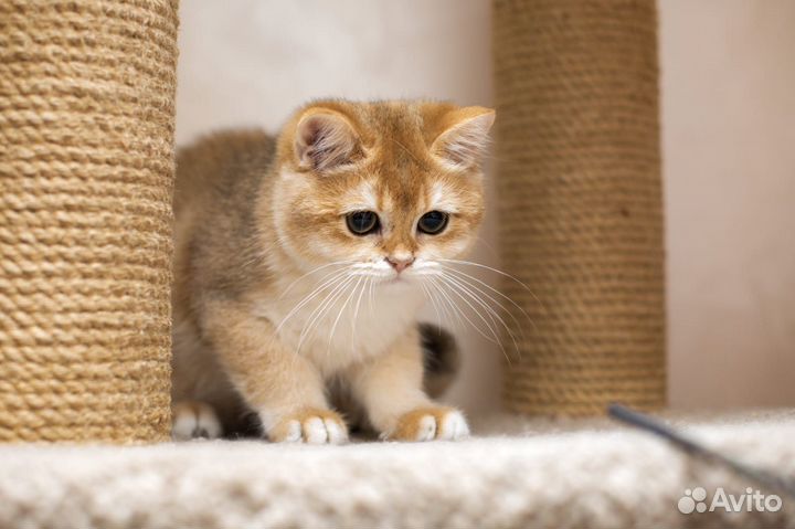 Британский мальчик