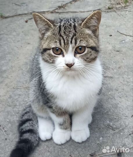 Кошка в дар